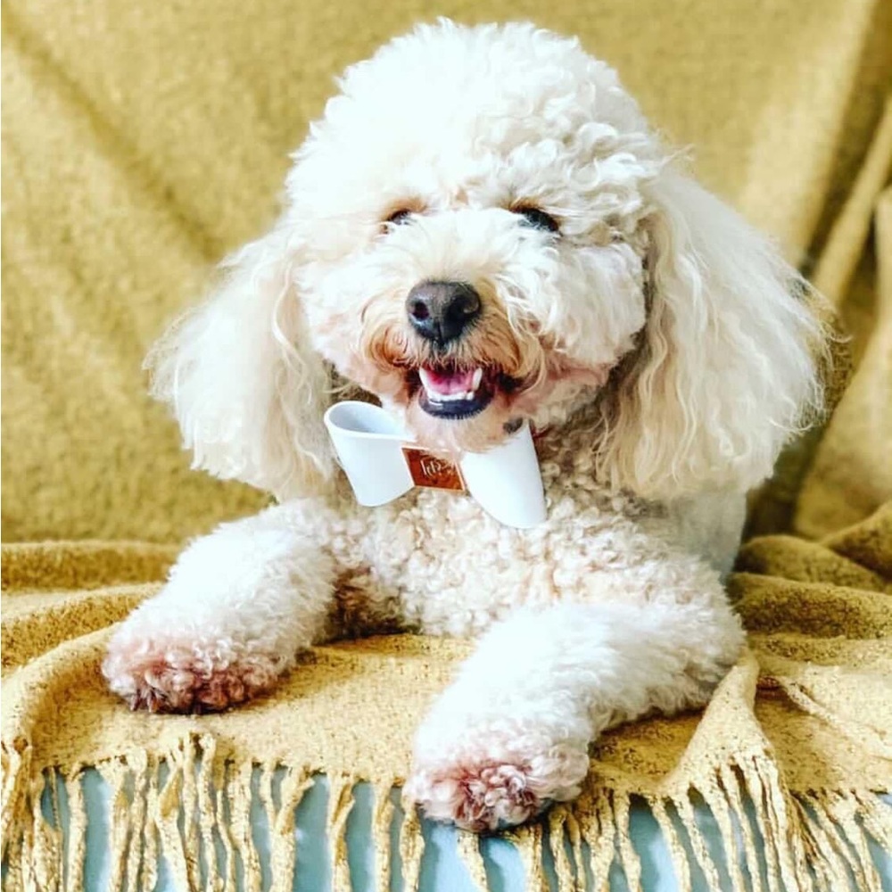 HGP Luxury Leather Dog Collar | Gold Hardware & Bow | X-Small | New